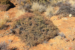 Tetraena retrofracta