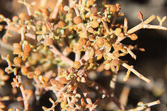 Tetraena retrofracta