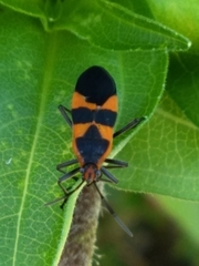 Oncopeltus fasciatus