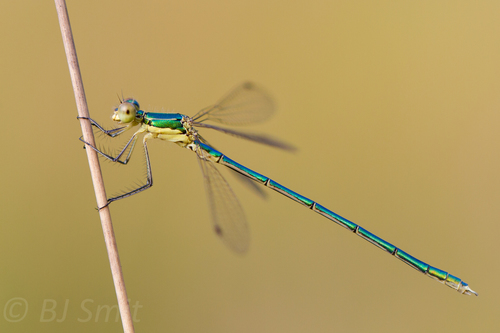 Small Spreadwing photo 4
