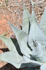 Agave verdensis