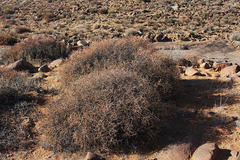 Tetraena retrofracta