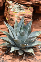 Agave verdensis