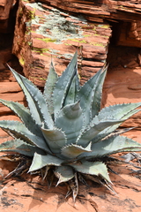 Agave verdensis