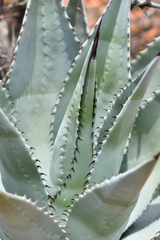 Agave verdensis