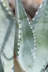 Agave verdensis