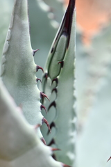 Agave verdensis