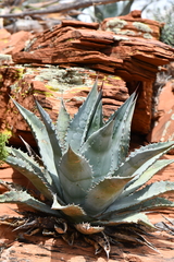 Agave verdensis