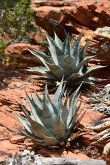 Agave verdensis