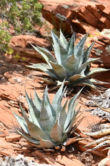 Agave verdensis