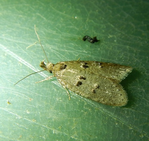 Luquetia lobella