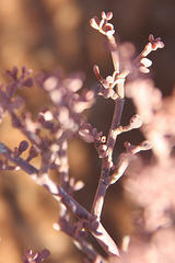 Tetraena retrofracta