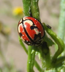 Cheilomenes bidentata