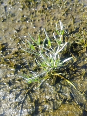 Spergularia canadensis