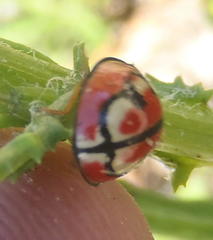 Cheilomenes bidentata
