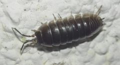 Cylisticus transsilvanicus