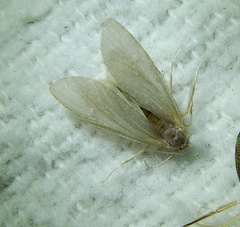 Acentria