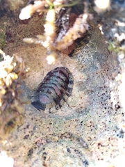 Sypharochiton