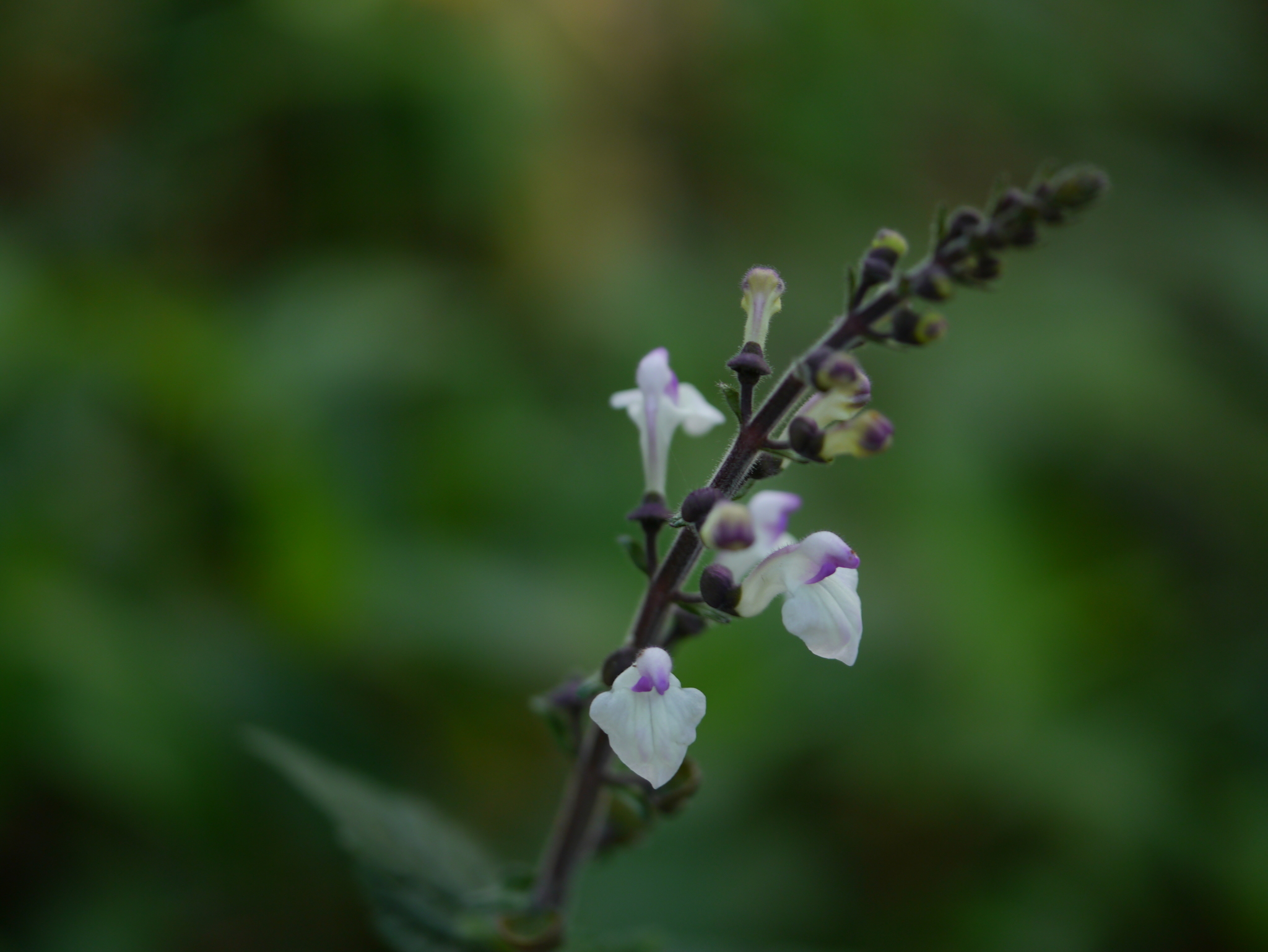 Scutellaria violacea B.Heyne ex Benth.