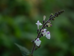 Scutellaria violacea