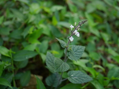 Scutellaria violacea