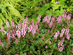 Bistorta vacciniifolia