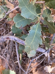 Quercus welshii
