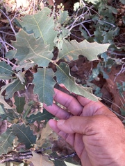 Quercus welshii
