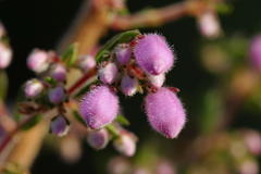 Erica hirtiflora hirtiflora