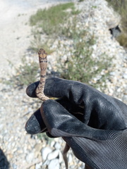 Masticophis flagellum