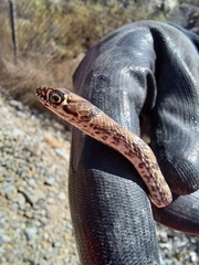 Masticophis flagellum