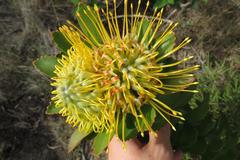 Leucospermum praecox