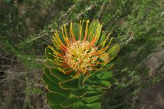 Leucospermum praecox