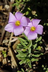 Oxalis hirta