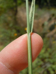 Psathyrostachys juncea