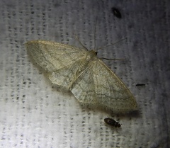 Idaea macilentaria