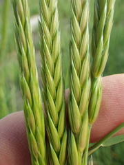 Psathyrostachys juncea