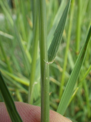 Psathyrostachys juncea