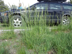 Psathyrostachys juncea