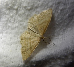Idaea macilentaria