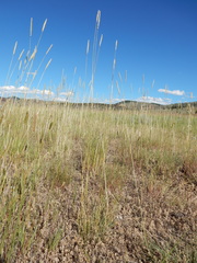 Psathyrostachys juncea
