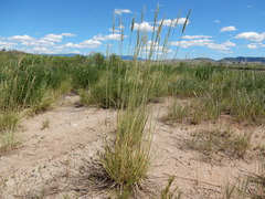 Psathyrostachys juncea