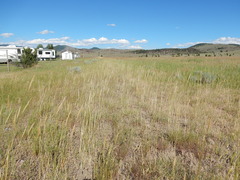 Psathyrostachys juncea