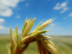 Psathyrostachys juncea