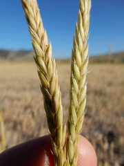 Psathyrostachys juncea
