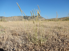 Psathyrostachys juncea