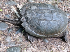Chelydra
