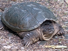 Chelydra
