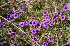Monopsis debilis debilis