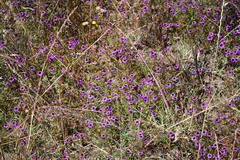 Monopsis debilis debilis